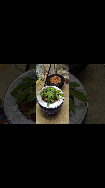 Burning Bush Speaking to Me