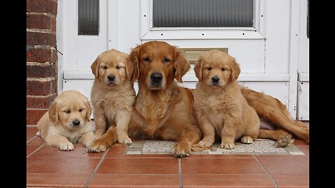 Schwarm von Golden Retriever Welpen