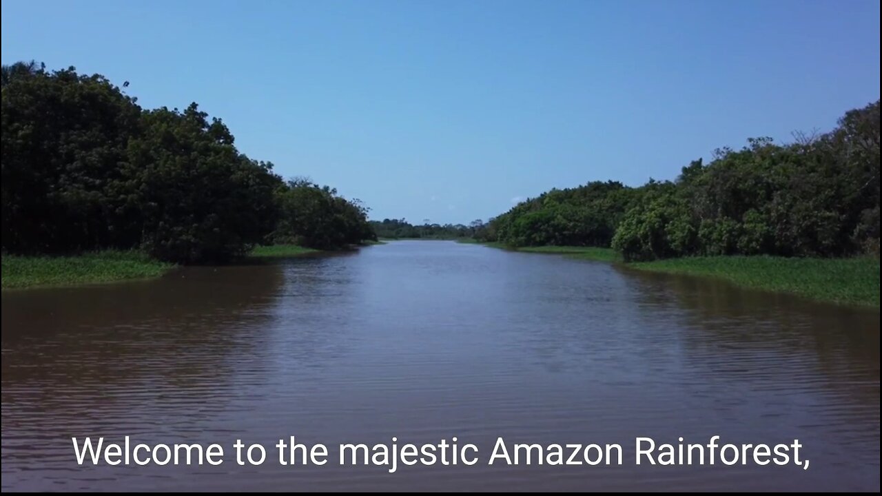 Travel Guide to the Amazon Rainforest: Exploring the Wildlife and Culture