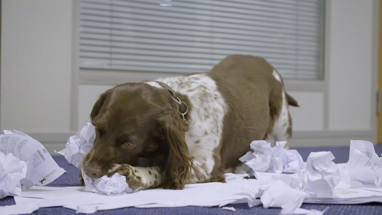 Data Doggo | Confidential Waste | Devon Contract Waste