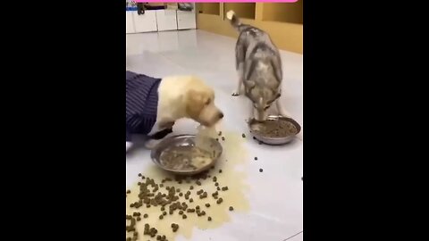 Creative Animal - Feeding dogs