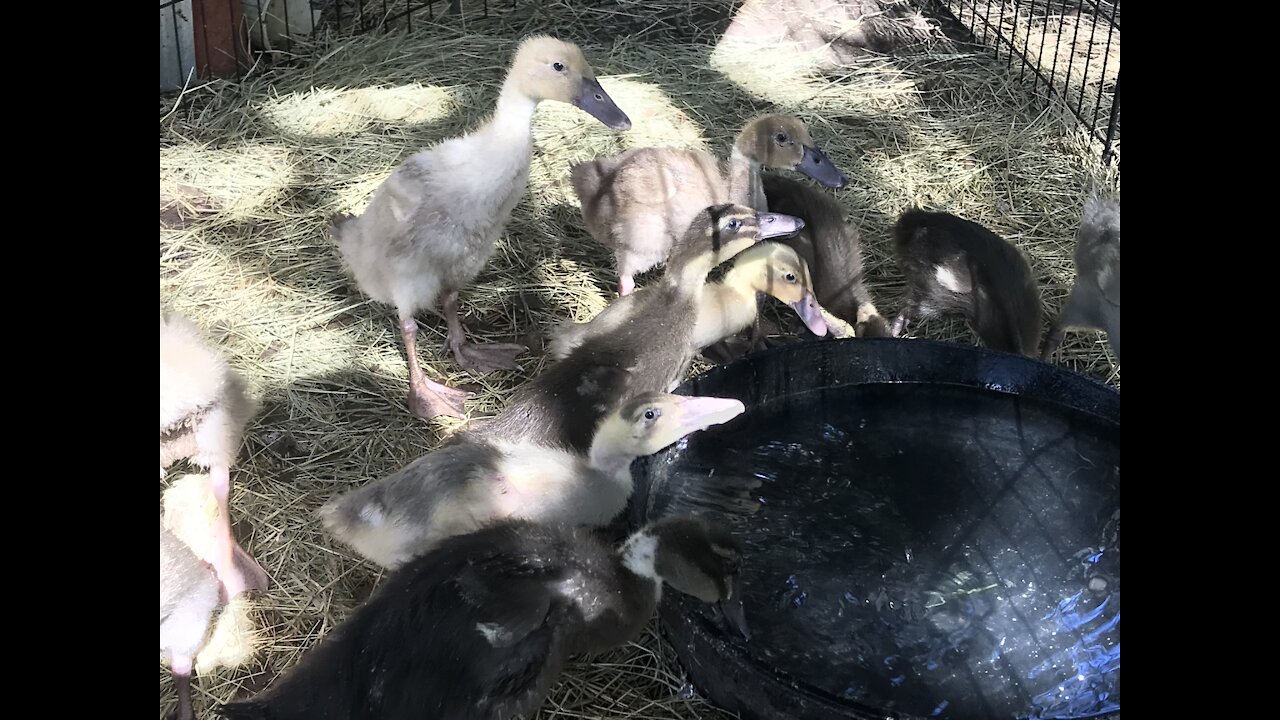 Saturday Morning Ducklings