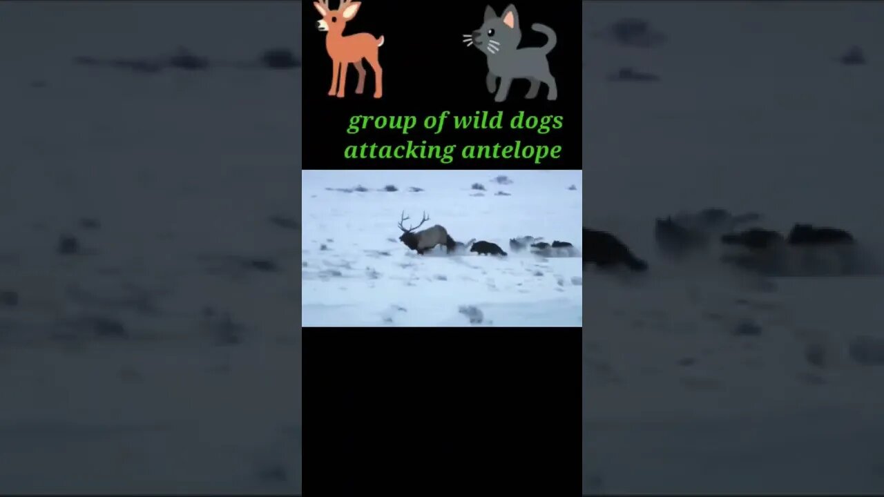 group of wild dogs attacking antelope 2022#shorts #youtubeshorts