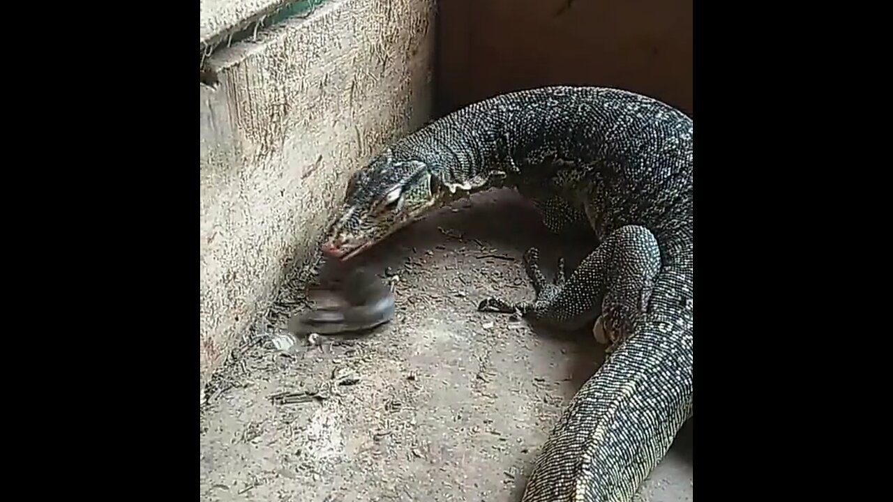 Monitor Lizard vs Snake!! Who will win?