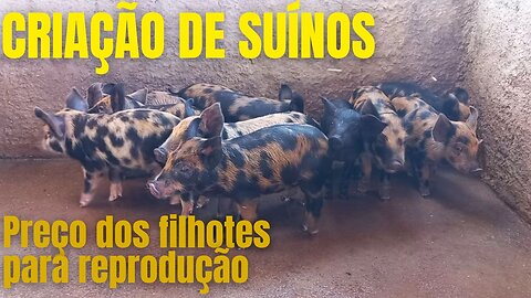 CRIAÇÃO DE SUÍNOS NA FAZENDA RECANTO | RAIZES DO REI | BRASIL BR