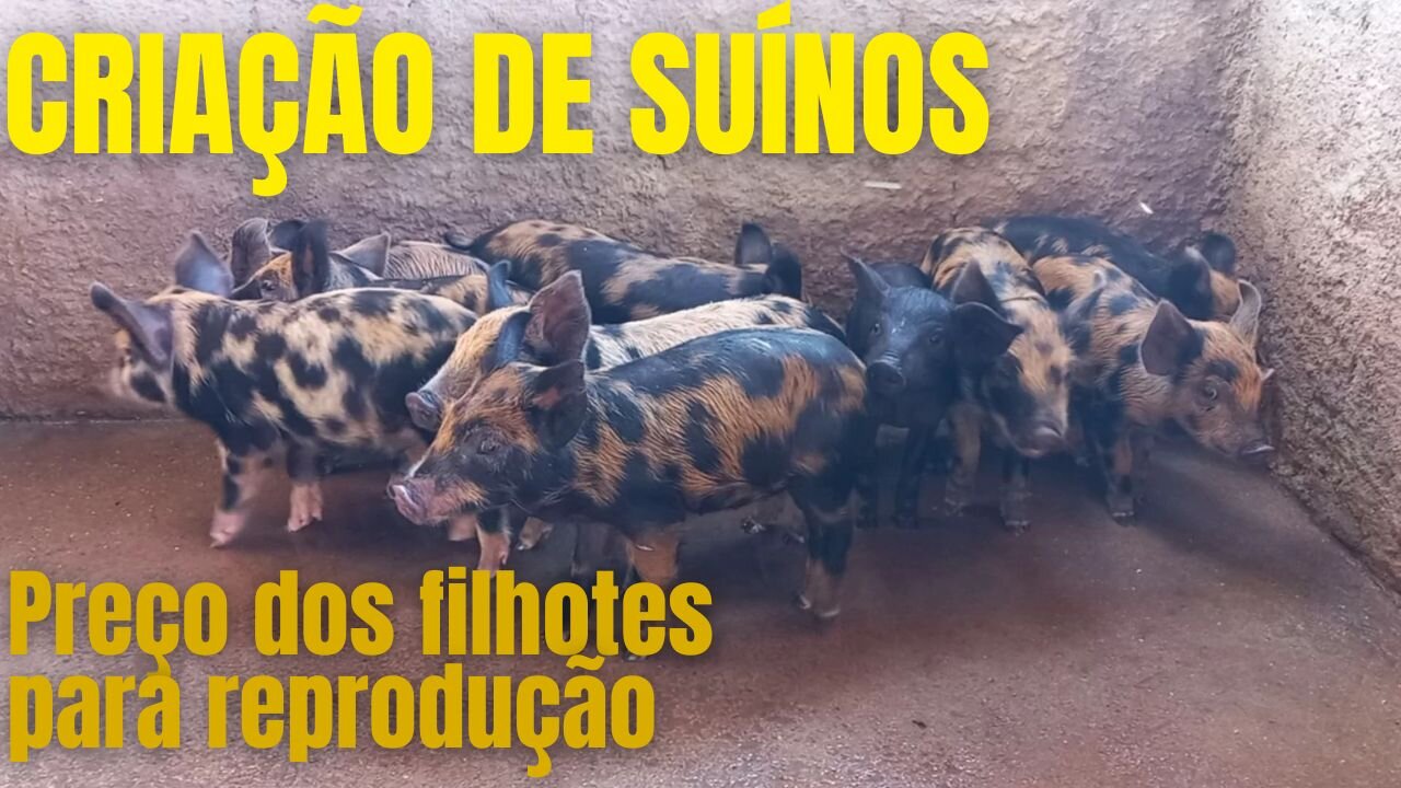 CRIAÇÃO DE SUÍNOS NA FAZENDA RECANTO | RAIZES DO REI | BRASIL BR