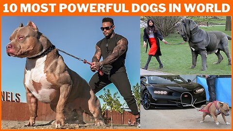 Most powerful or illegal dogs in the world