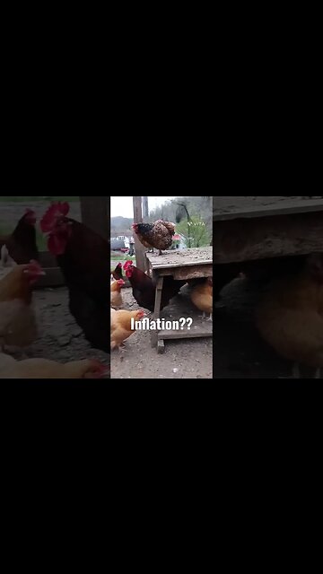 Chicken Inflation??🤣🤣 #inflation #eggs #backyardflock