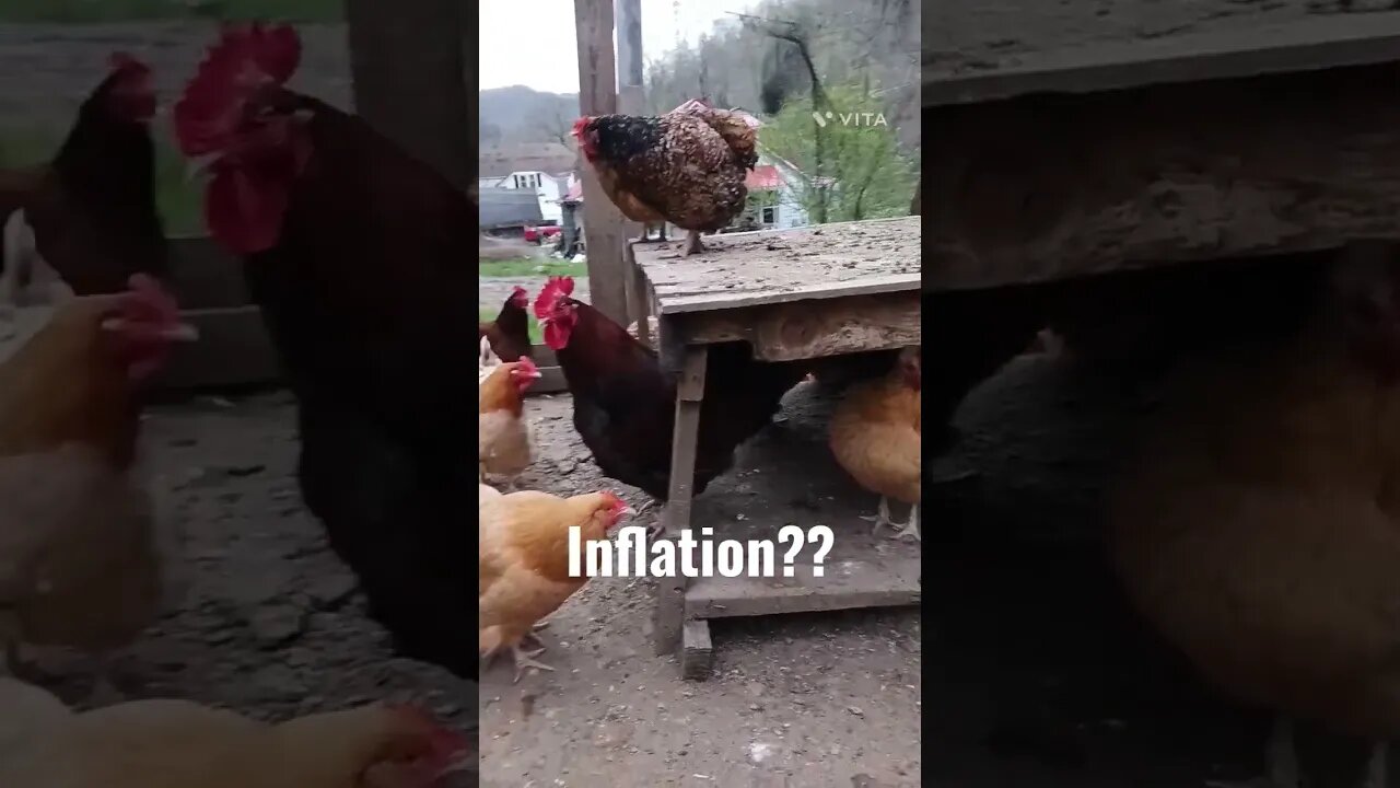 Chicken Inflation??🤣🤣 #inflation #eggs #backyardflock