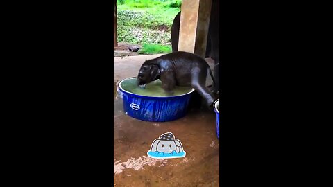 Cute baby elephant taking bath 🐘 Elephants are nature’s masterpiece 🏞️