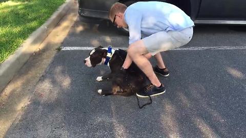 Dog makes it clear how he feels about car rides