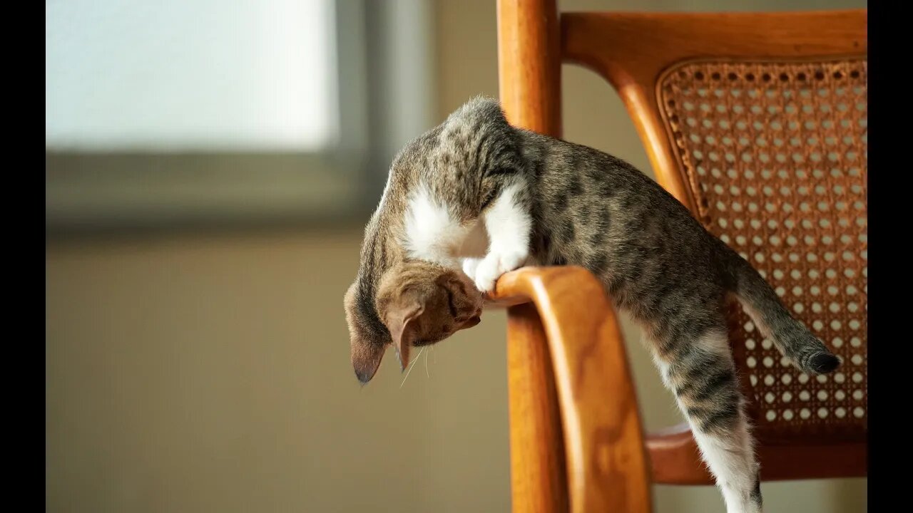 cats and dogs - best of the funniest and cutest Cats😹 & Dogs🐶 videos #Petsandwild #catsanddogs