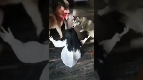 Tusky Dogs | Horror Baby Dolls | Playing Suddenly Dogs Barking | Funny Videos #dogs #dogsoftiktok