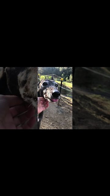 Elsa the greyhound listening to Eminem