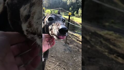 Elsa the greyhound listening to Eminem