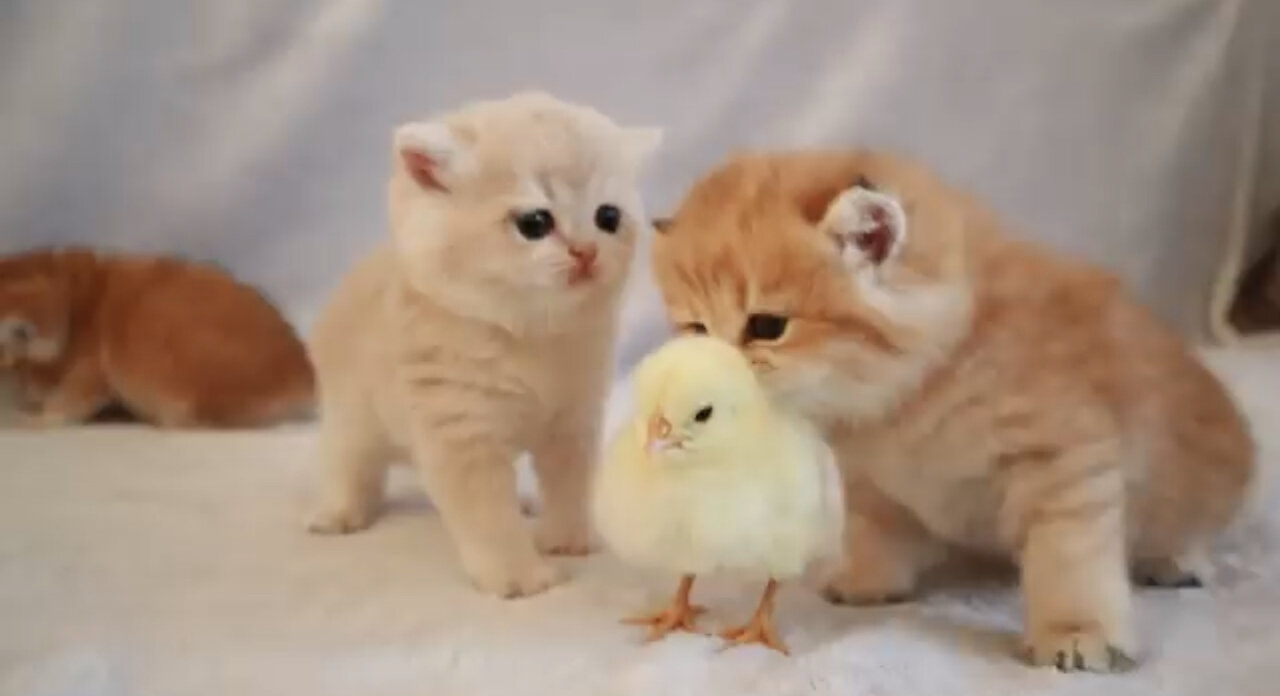 Kittens walk with a tiny chicken 🐓