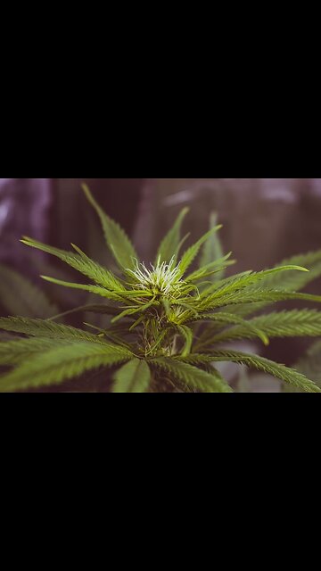 How Hot is Too Hot 🔥- Properly Heating A Banger W/out a thermometer🌡