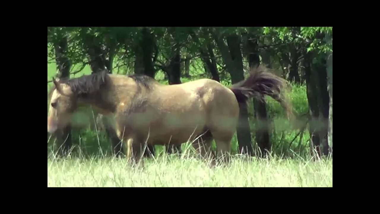 New Horse In Herd For A Few Horse Together - Let's See The Progress If Any