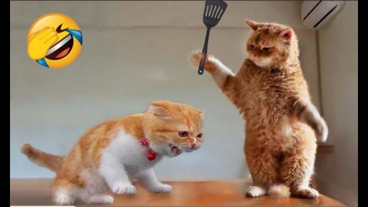 Funny animal videos