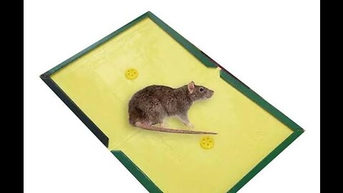 mouse trap glue board