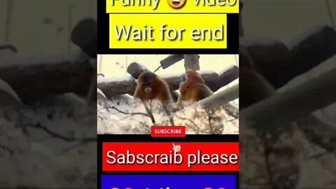 monkey funny 😂😁😁 video || YouTube shorts || #shorts #funny #trending #youtubeshort #youtube