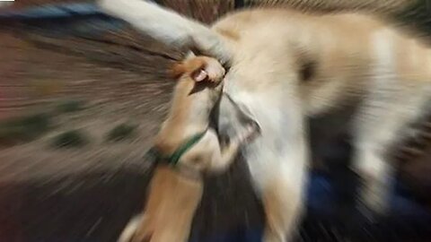 New Funny Animals 😂 Funniest Cats and Dogs Videos 😺🐶 Part 45