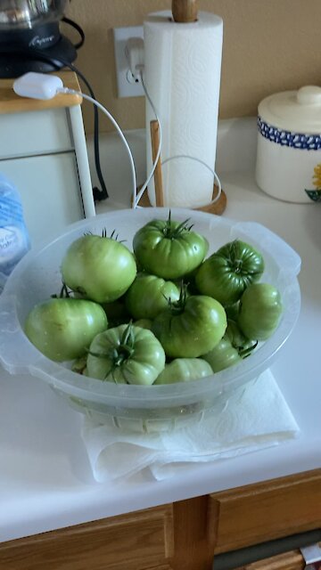 Pickled green tomatoes part 1