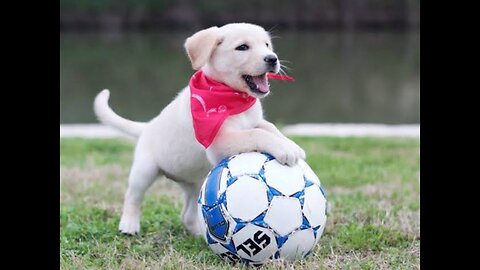 😀 Funny dog playing football ⚽️