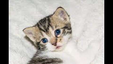 Baby Cats - Cute and Funny Cat Videos Compilation