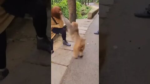 foi mexer com o macaco errado 😂😂