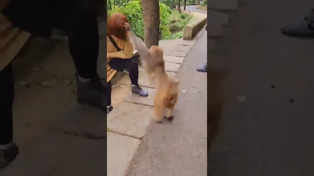 foi mexer com o macaco errado 😂😂