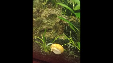 BIBLENKJV.COM™ FISHCAM #INTRO