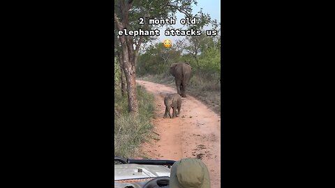 African elephants