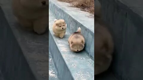 Cute and funny animal (funny videos #shorts #tiktok #short