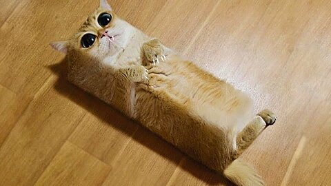 Cute and Funny Cat Videos |Funniest Cats 2023 Compilation 💯 Videos