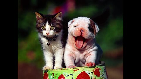 Funny pets