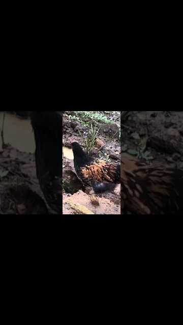 14 week cockerel free ranging