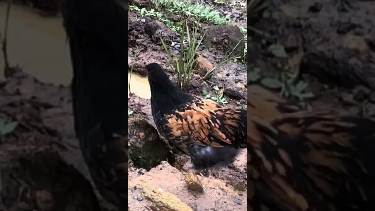 14 week cockerel free ranging