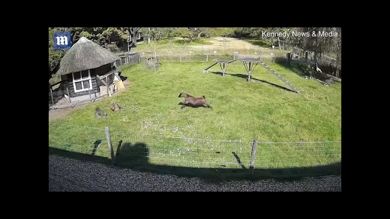 A rooster and a goat team up to rescue a chicken from a hawk
