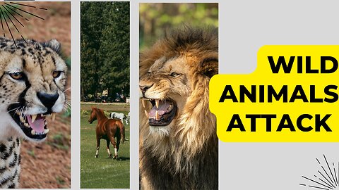 Poor wild horse! Leopard vs Lion hunting wild horse | wild Animals attack | wild Animals