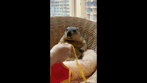 Groundhog's success story !