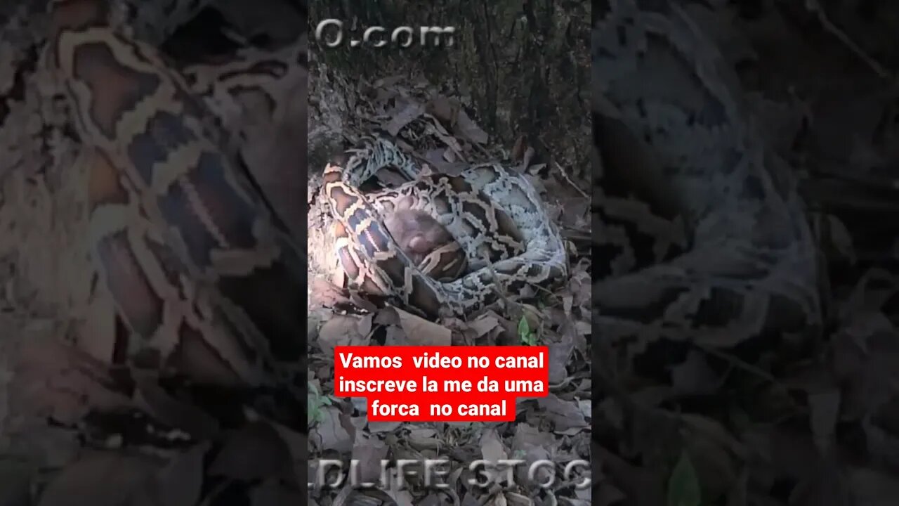 cobra digerindo rato animais selvagens #shorts