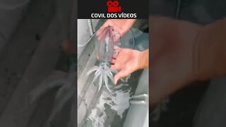 olha a habilidade desse bicho