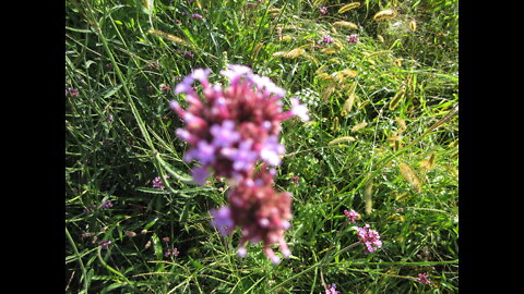Delicate Beauty Verbena September 2021