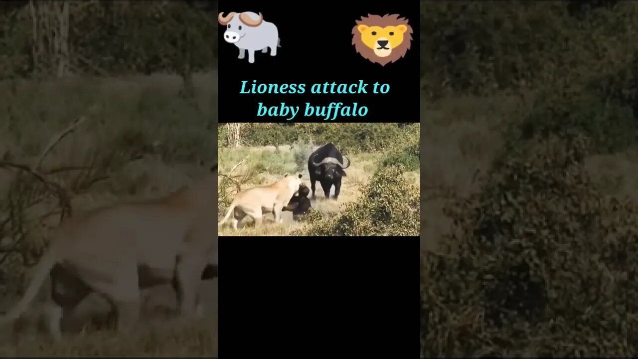 Lioness attack to baby buffalo 🐃#shorts #youtubeshorts #shortvideo