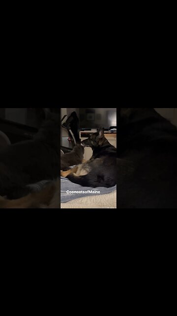 Fenway the GSD and her adopted son Rescue Boy Mookie