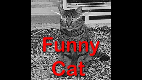 Funny Video oF Cats