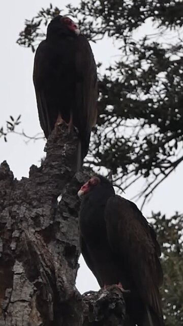 Turkey Vulture 🐦Evening Roost