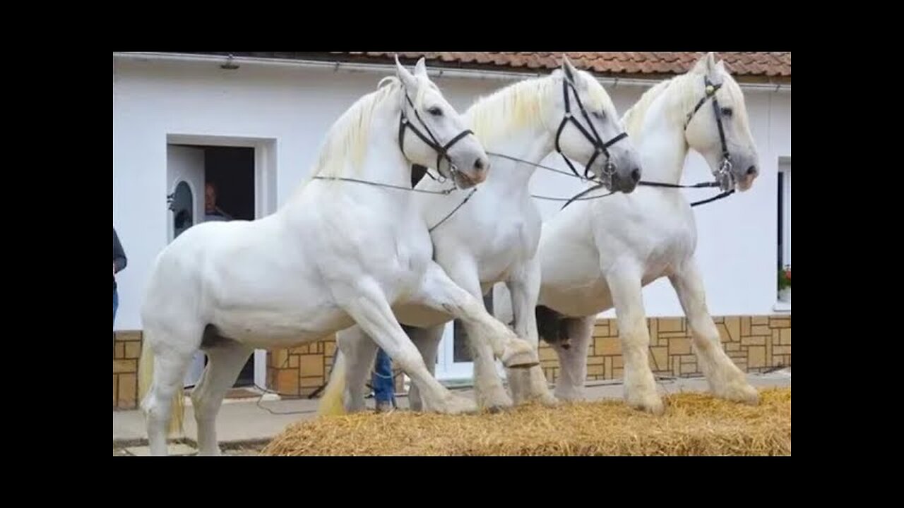 Horse SOO Cute Cute And funny horse Videos Compilation cute moment 2