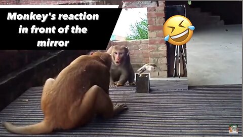 Monkey's reaction in front of the mirror
